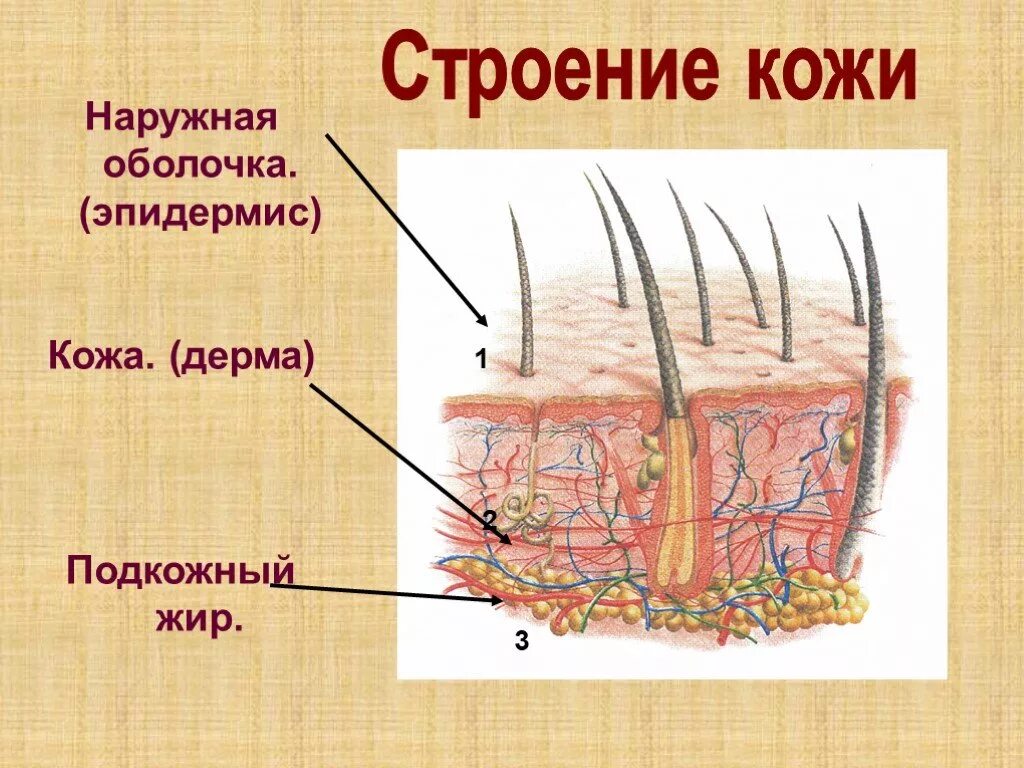 Кожа строение кожи 3кл. Три слоя кожи человека 3 класс. Строение кожи человека для начальной школы. Строение кожи человека 3 класс.