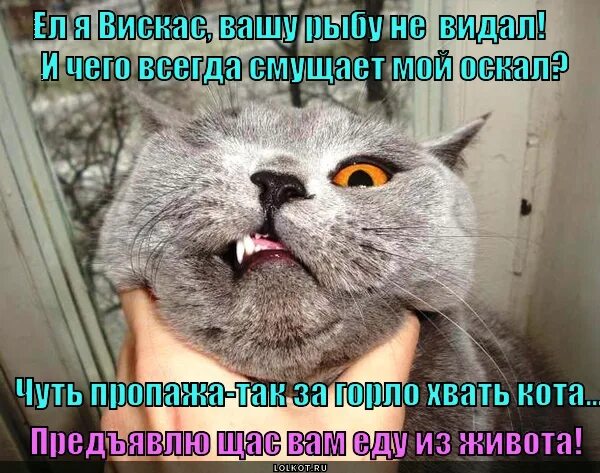 Предъявляющий кот. Душит кота. хвать кота. картинки коты душат. котик душит котика.