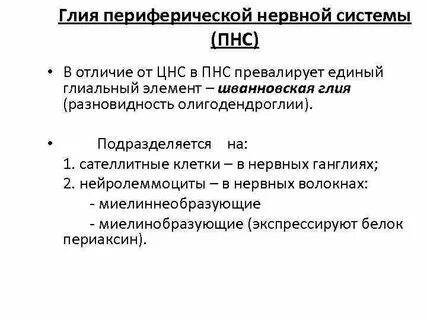 Нервные волокна периферической нервной системы