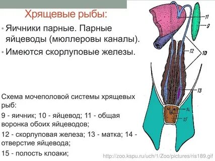 Половая система костные
