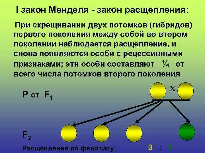 1 Закон Менделя. Основные законы Менделя. Закон расщепления гибридов второго поколения. Согласно первому закону Менделя.