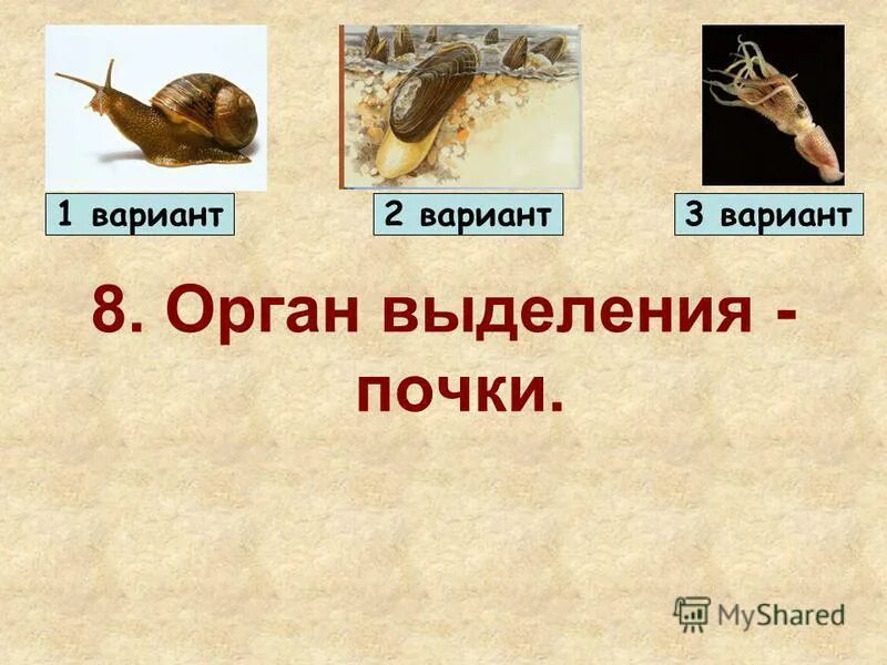 Тесты по биологии 7 класс. Проверочная работа ракообразные. Тесты по биологии 7 класс по теме тип членистоногие 7 класс с ответами. Ракообразные 7 класс биология тест. Проверочная по теме тип моллюски 7 класс биология.