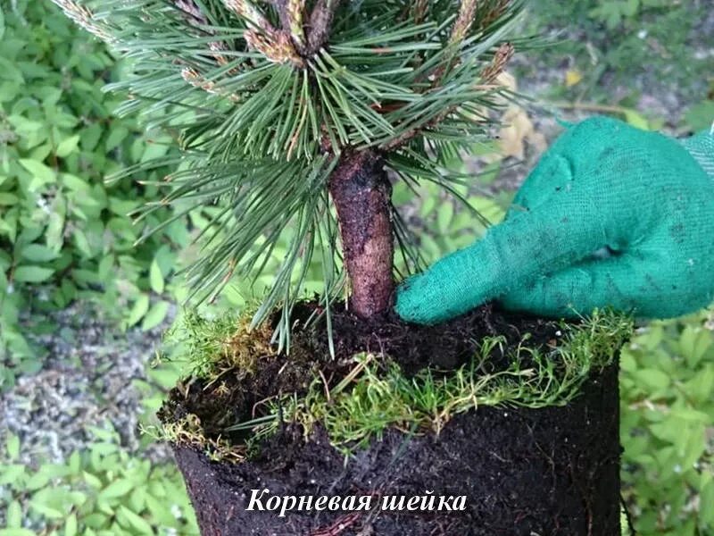 Корневая у хвойных. Корневая шейка у горной сосны. Ель голубая корневая шейка. Корневая шейка Лесной сосны. Корневая шейка у туи.