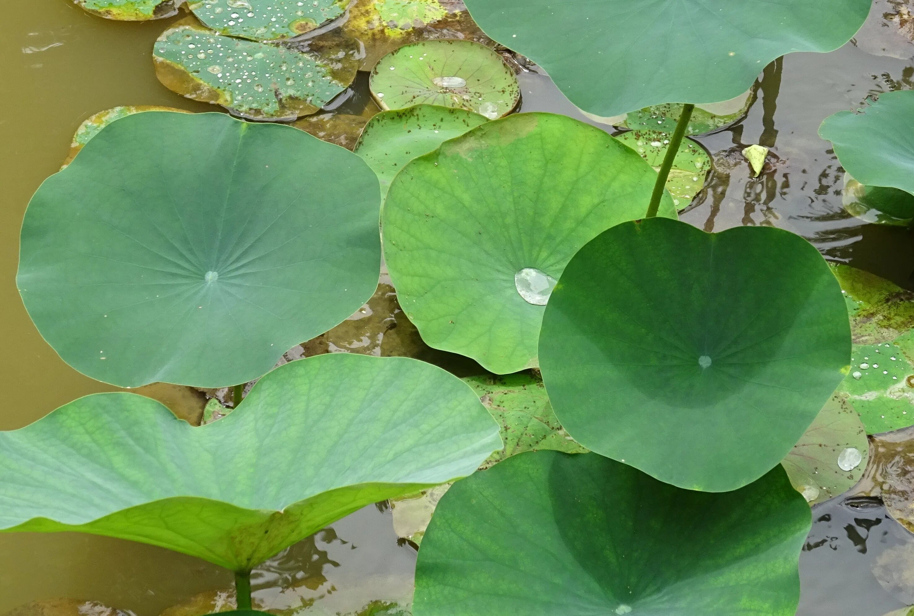 Free Images : nature, sunlight, flower, petal, green, botany, sacred lotus, aqua