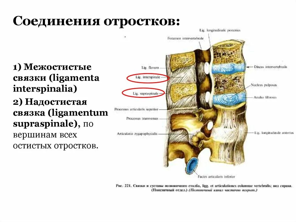 Связки остистых отростков позвонков. Соединение позвонков вид сбоку. Соединение остистых отростков позвонков. Связки соединяющие отростки позвонков.