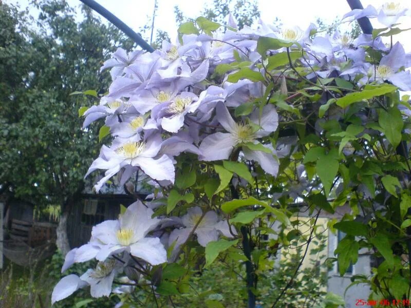 Клематис серебряный ручеек фото Clematis 'Silver Moon' Early Large-Flowered Group Clematis, Shade tolerant plant