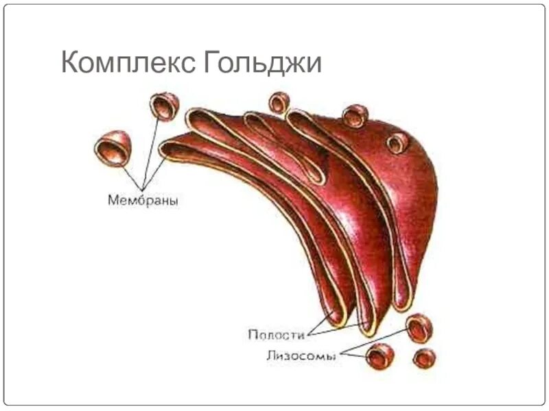 Схема строения комплекса Гольджи. Схема строения аппарата Гольджи рисунок. Комплекс Гольджи и лизосомы схема. Схема строения аппарата Гольджи лизосомы.