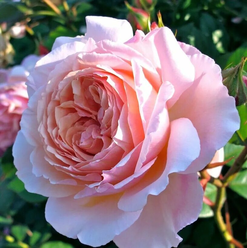 Роза э шропшир лэд (a shropshire lad). Роза дэвид остин шропшир лэд. Роза shropshire lad. Кустовая роза э шропшир лэд. Роза э шропшир лэд.