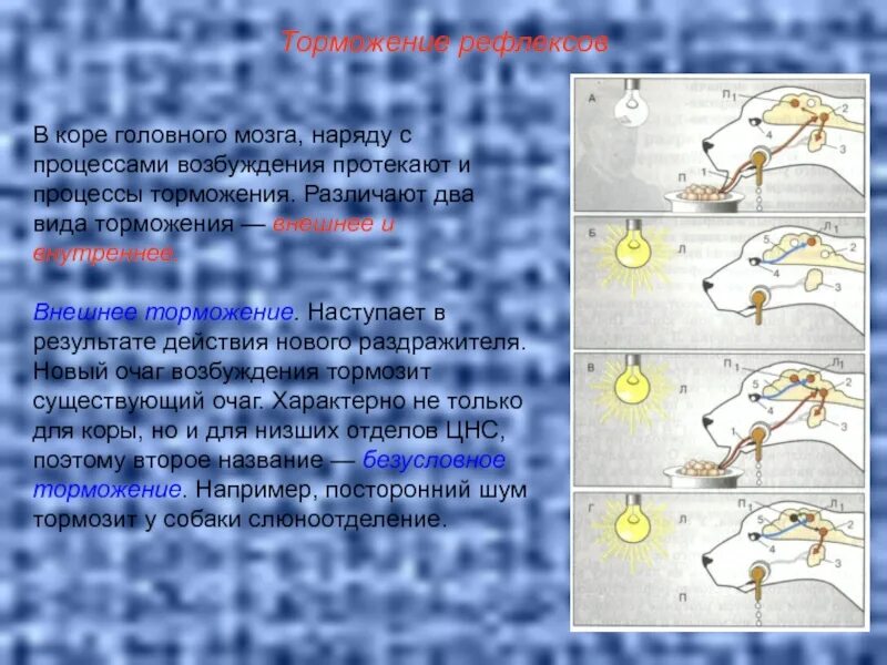 Образование и торможение условных рефлексов. Виды торможения рефлексов. Образование условных рефлексов. Формирование условных рефлексов происходит. Скорость нервных реакций