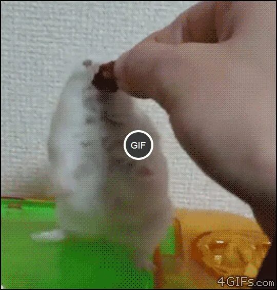 Хомяк трясется. Хомяк обиделся гиф. стрижка хомяка gif. гифки хомяк мем. бешеный хомяк гиф.