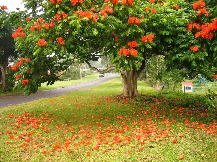 Tulip tree
