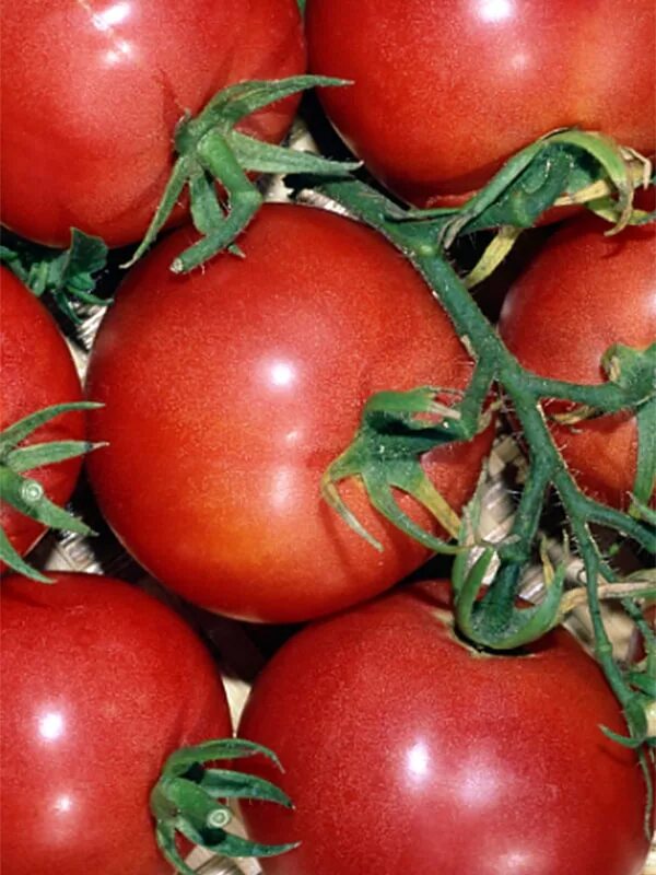 Семена низкорослых помидоров купить. Низкорослые томаты ф1 голландские. Томат Ленинградский скороспелый. Томат скороспелка красная. Сорт помидор скороспелка.