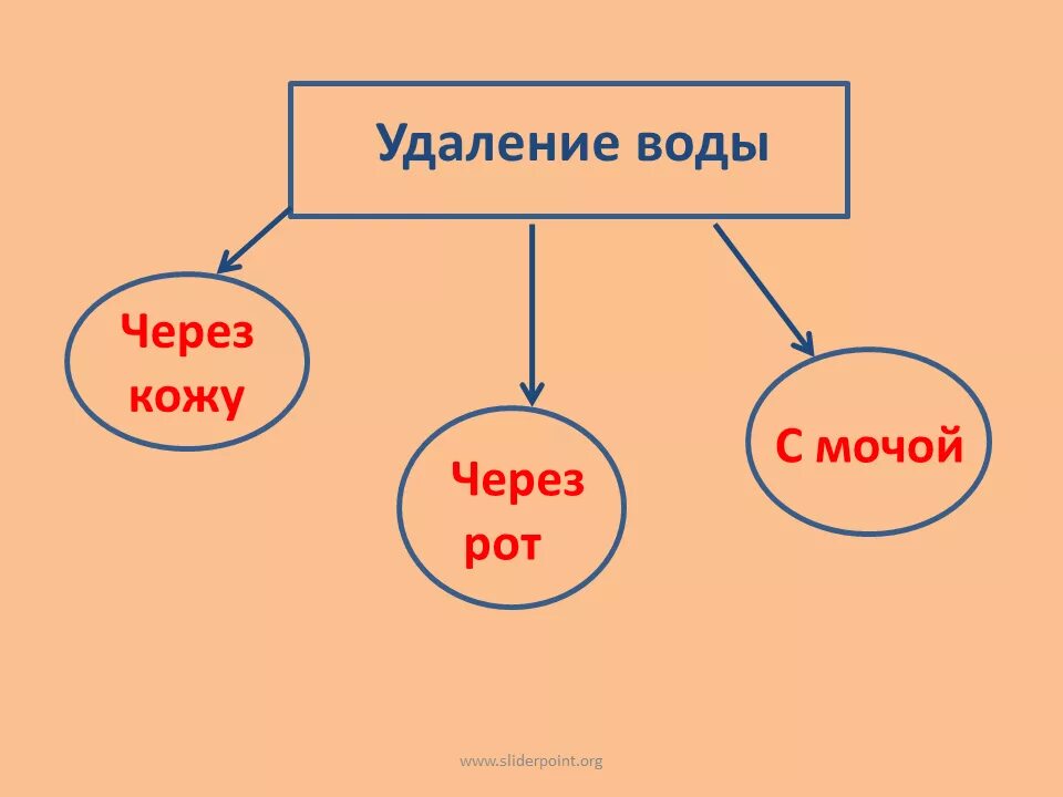 Через кожу удаляется
