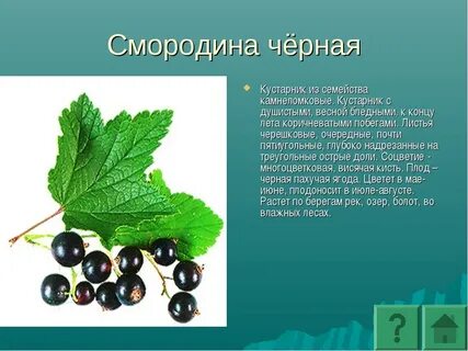 Из какой семьи черен