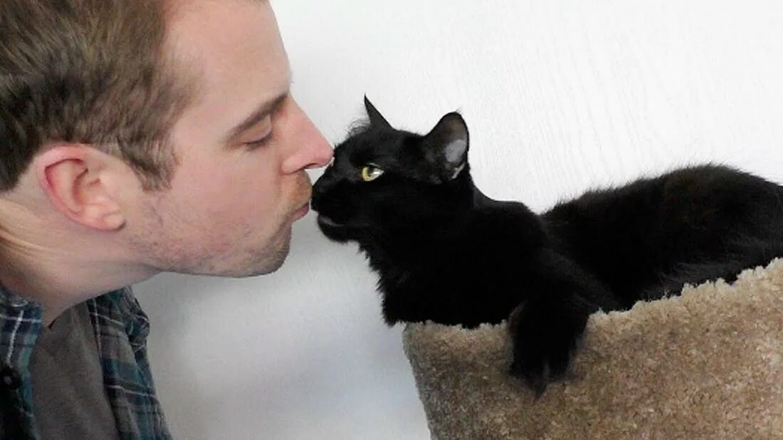 Парень целует кота. Кошка и хозяин. Мужчина любящие кошек