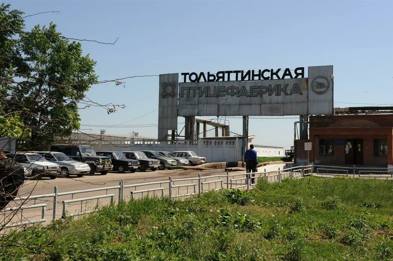Тольяттинская птицефабрика логотип. Птица фабрика тольятти. Тольяттинская птицефабрика. Тольяттинская птицефабрика фото. Тольяттинская птицефабрика.