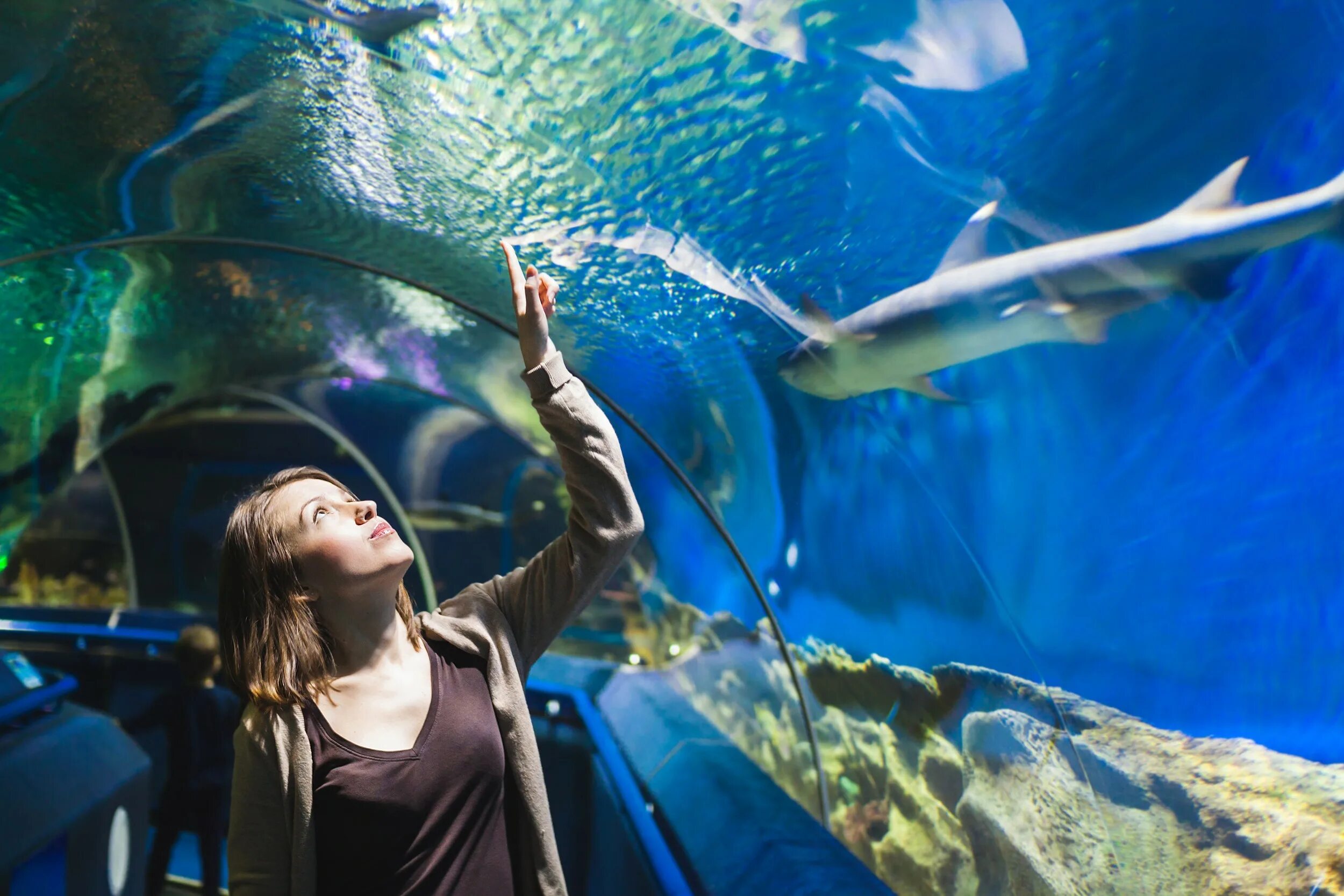 Брайтонский аквариум (Sea Life Centre). Аквариум Sea Life Ганновер. Океанариум Sochi Discovery World Aquarium. Аквариум Шедда Чикаго. Отзыв sea life