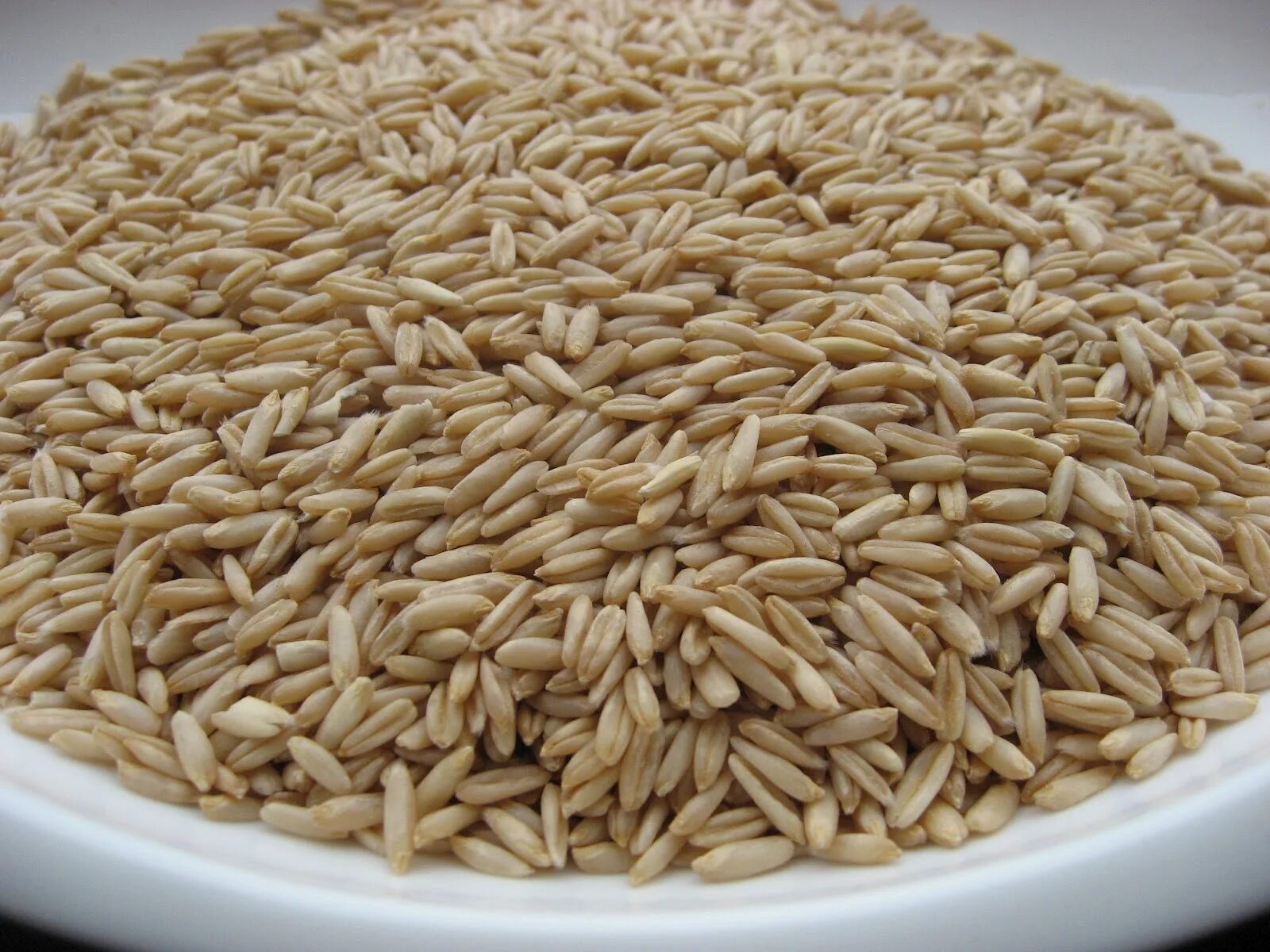 Овес голозерный семена. Овёс посевной. Овес центр. Овес центр. Овес центр.