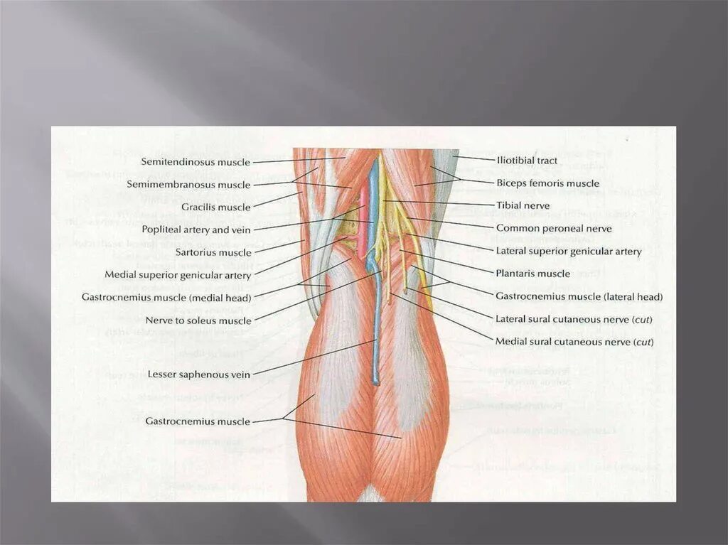 Груберов канал. Задняя поверхность коленного сустава топографическая анатомия. Мышцы коленного сустава топографическая анатомия. Передняя область коленного сустава топографическая анатомия. Строение коленного сустава топографическая анатомия.