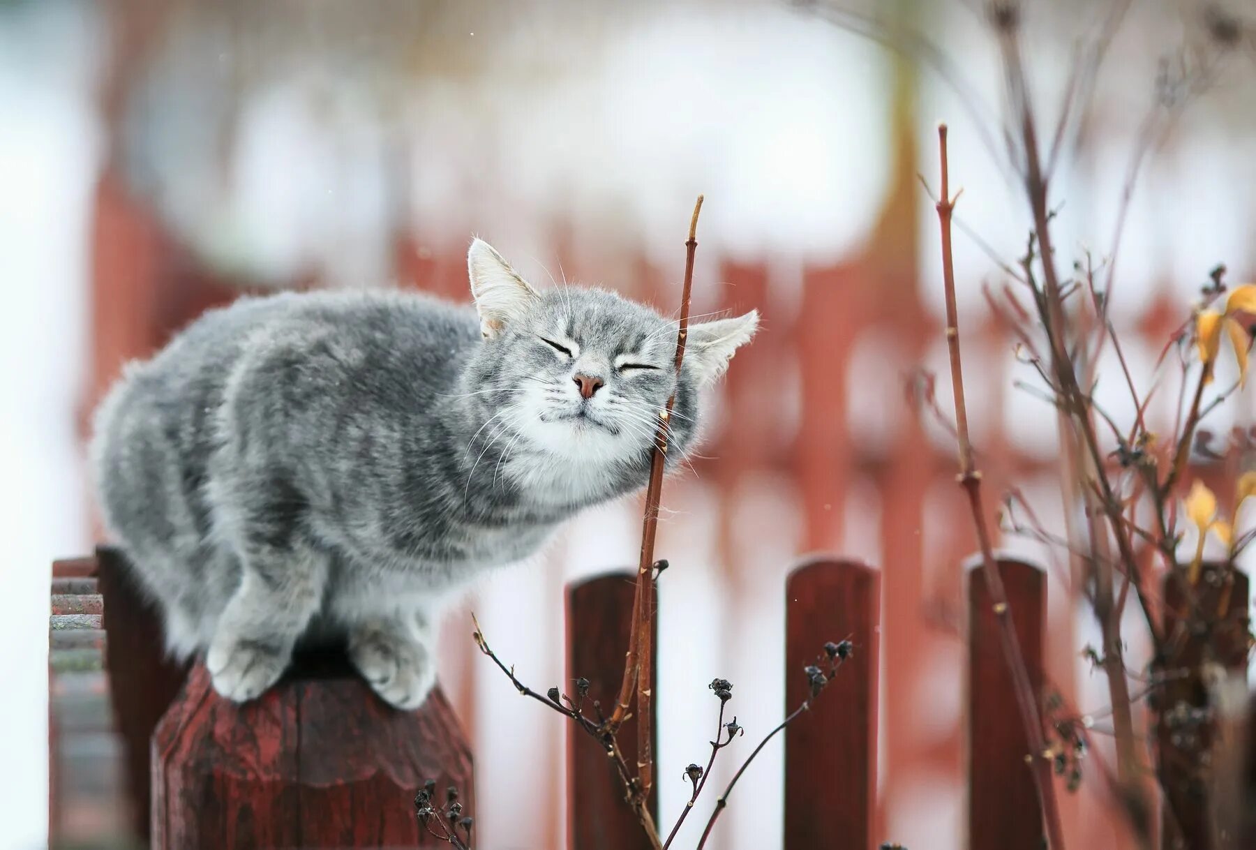 Весенний котик. Настроение весны. Мартовский кот. Ждем весну картинки прикольные