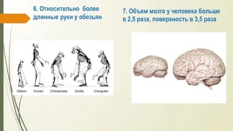 Объем мозга современного