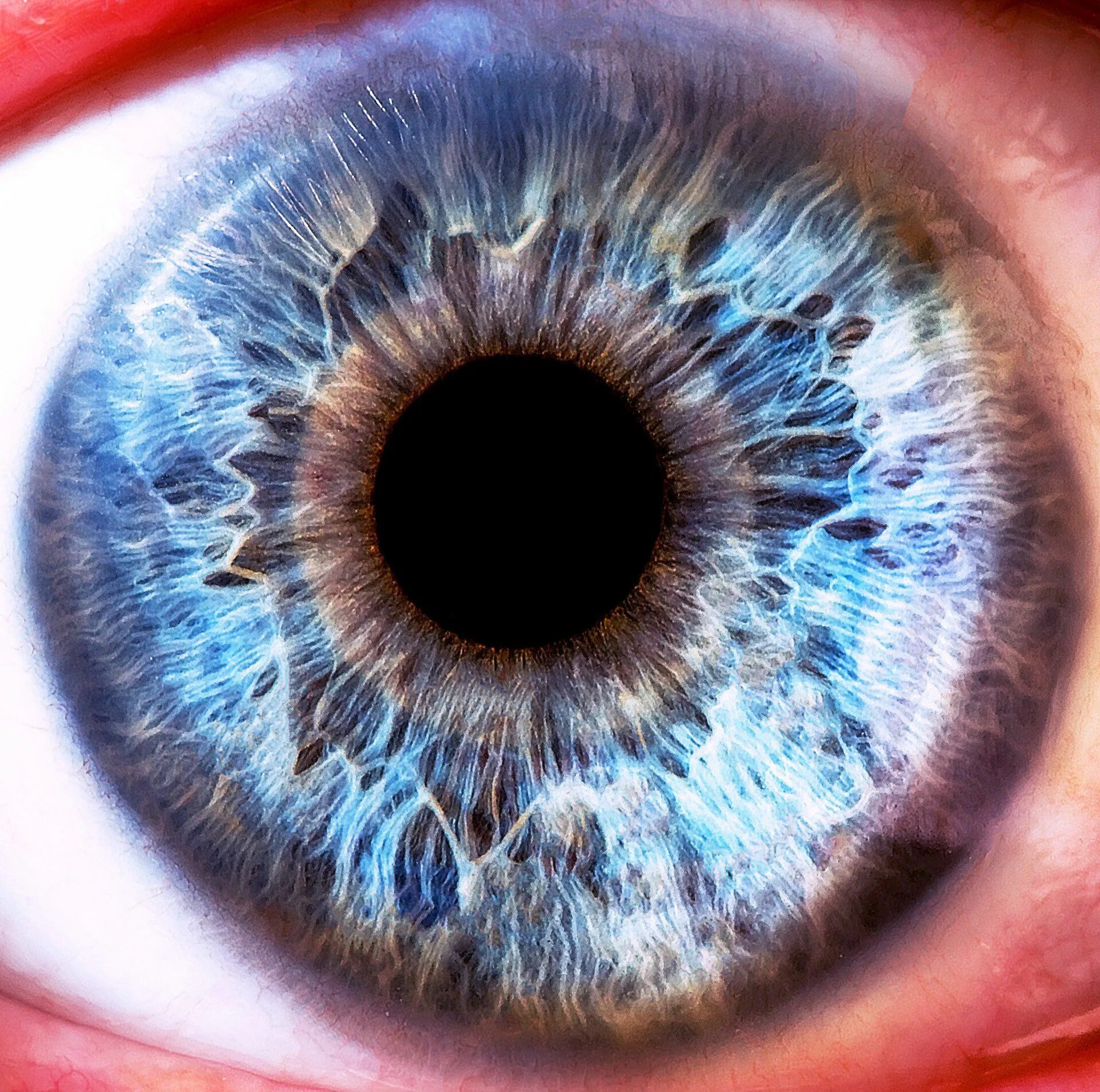 Радужка глаза анатомия. Радужная оболочка глаза.