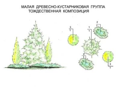 Схема деревья и кустарники