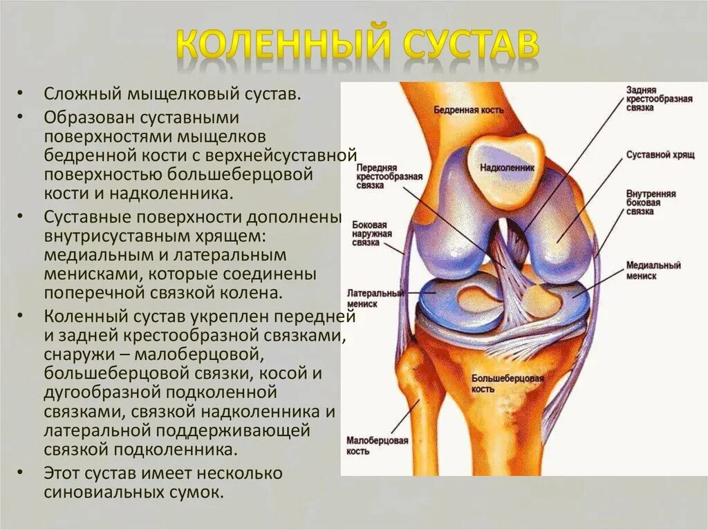 Коленный сустав анатомия строение. Коленный сустав (articulatio genus). Коленный сустав строение суставные поверхности. Суставные поверхности коленного сустава.