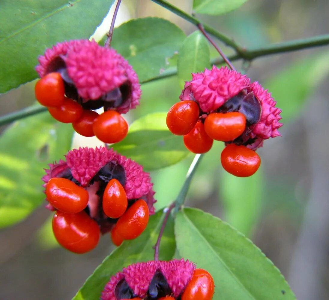 Китайская клубника восковница. Euonymus americanus. Змеиная ягода. Китайка ягода.