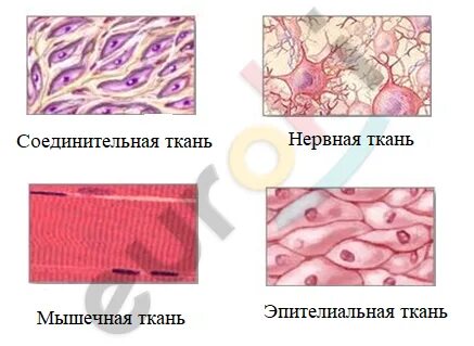 Состоит из тесно прилегающих клеток ткань