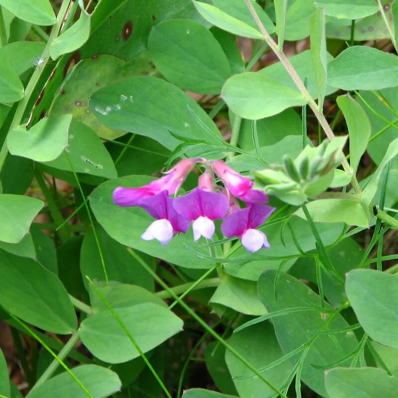 Морской горох. Lathyrus japonicus. Чина Приморская Lathyrus maritimus. Чина японская. Чина морская.