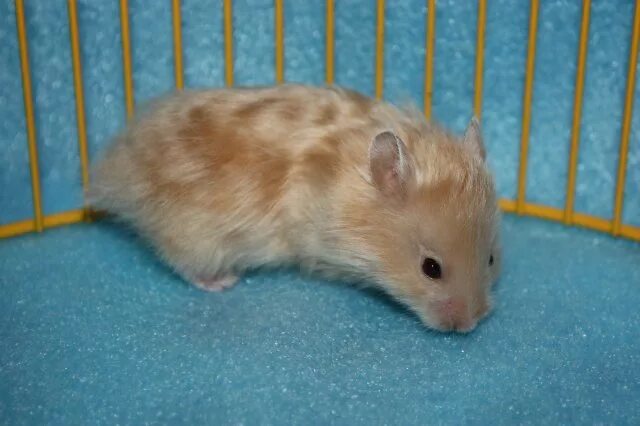 шиншилла 2 месяца. маленькие крысята. тушканчик зоомагазин. грызуны минск. крысята корниш рекс.