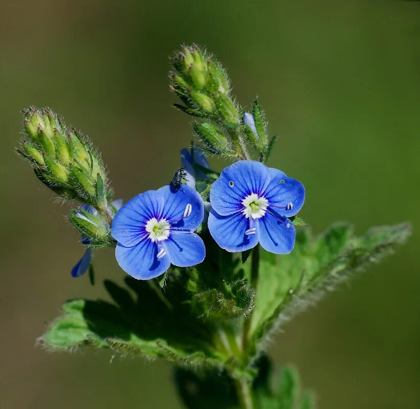 Кариоптерис кладонский. Цветок вероника дубравная. Вероника дубравная veronica chamaedrys. Дикие синие цветы. Чабрец синий.