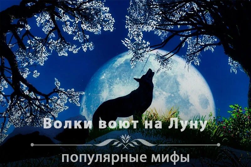 Волки воют на луну песни. Почему волки воют на луну.