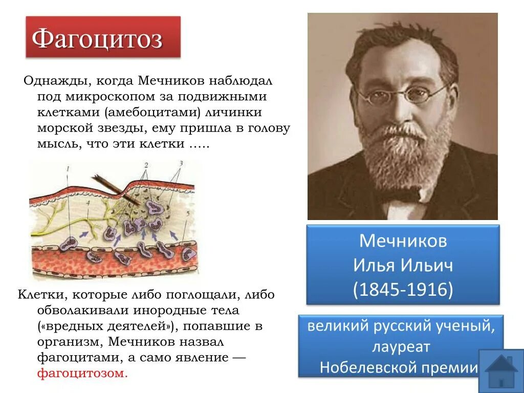 Мечников учение о клеточном иммунитете. Мечников фагоцитоз. Опыт Мечникова фагоцитоз с морской звездой. 1892 Фагоцитоз Мечников.