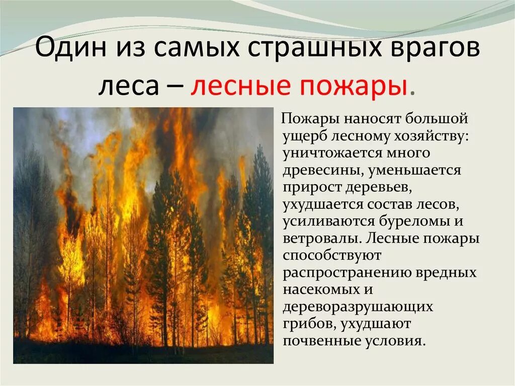 Почему часто пожары. Лесные пожары. Ущерб от лесных пожаров. Факты о лесных пожарах. Лесные пожары презентация.