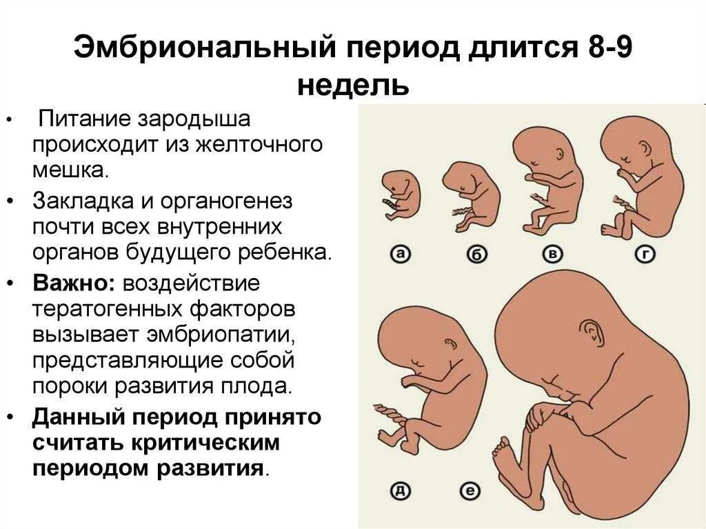 Какие этапы проходит человек после рождения. Фетальная фаза внутриутробного развития. Эмбриональный период внутриутробного развития. Эмбриональный и плодный периоды внутриутробного развития человека. Эмбриональный период развития это период.