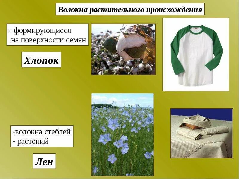 Ткани растительного происх. Текстильные волокна растительного происхождения 5 класс. Хлопчатобумажное волокно получение. Растительные волокна хлопок. Строение волокна хлопка.