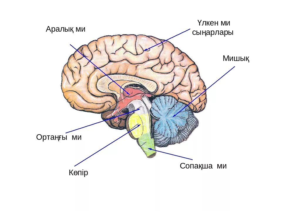 1 большей частью. Продолговатый мозг,мост,средний мозг, мозжечок,промежуточный. Промежуточный мозг продолговатый мозг мозжечок. Промежуточный мозг продолговатый мозг средний мозг мост. Головной мозг средний мозжечок промежуточный.