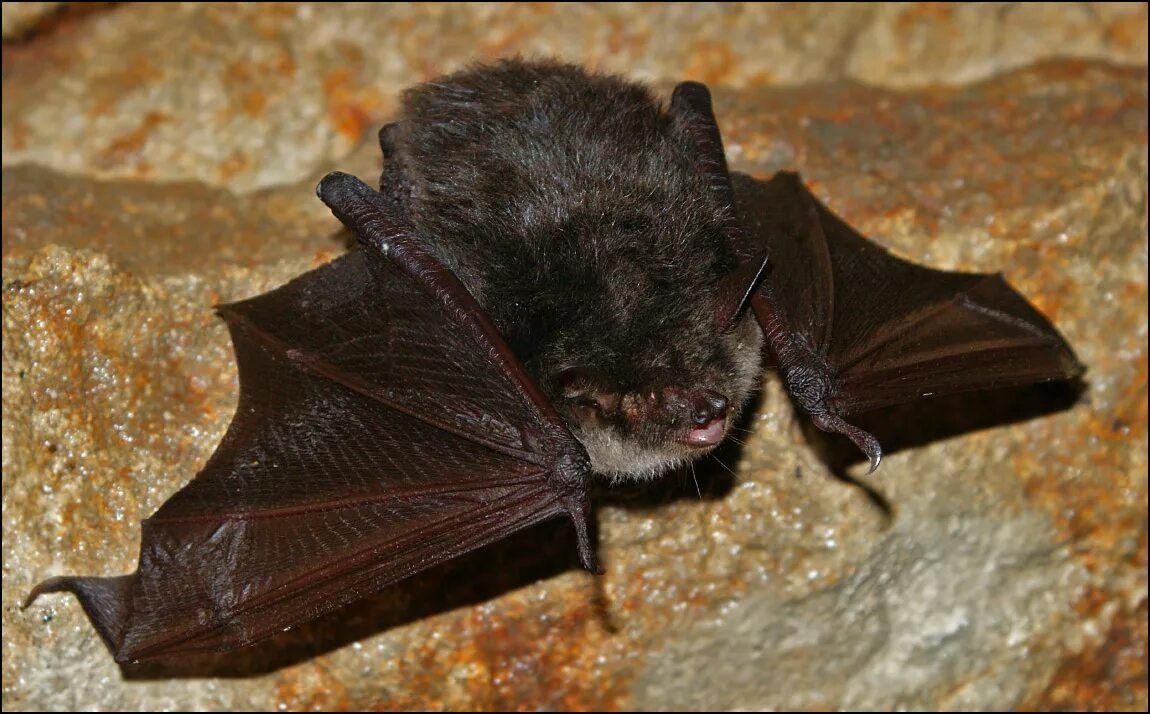 Летучая мышь средней полосы россии. Рукокрылые средней полосы россии. Летучая мышь средней полосы. Летучая мышь крымская. Кожан летучая мышь.