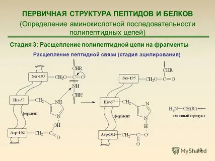 Процесс образования пептида