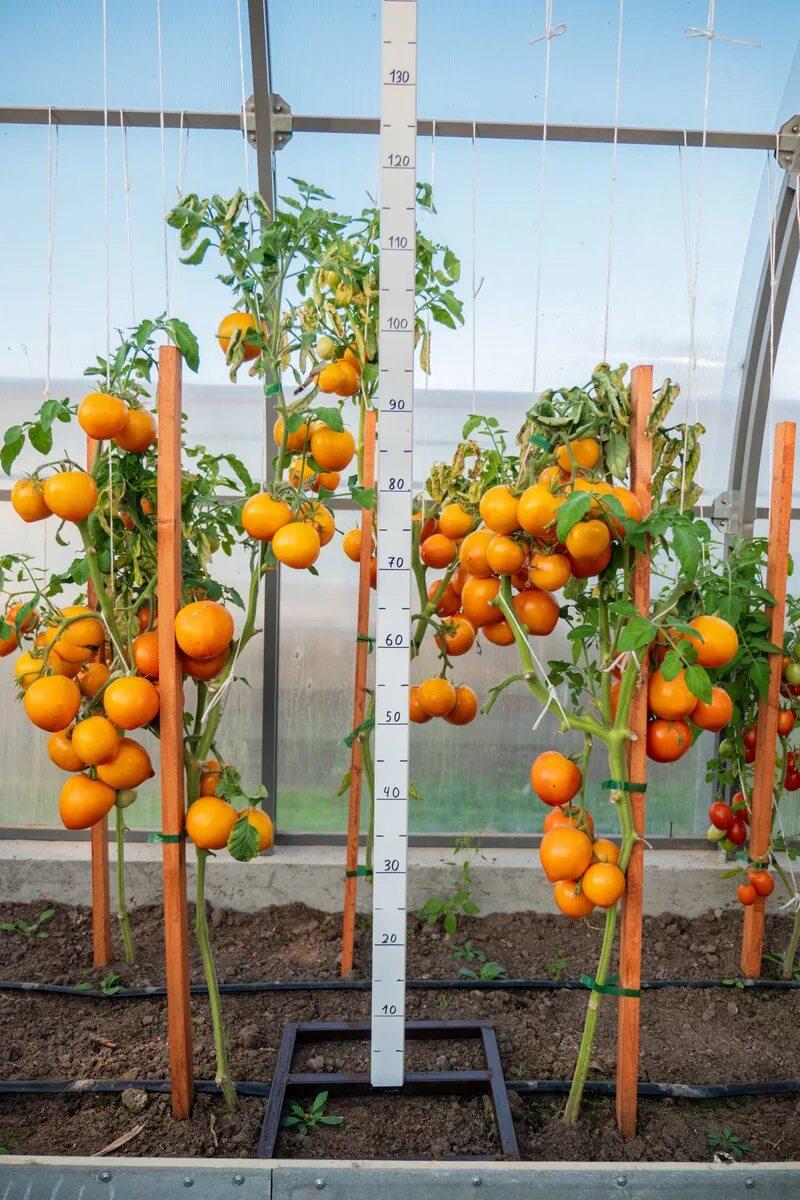 томат золотая миля детерминантный. томат золотая миля f1, 0,05г. томаты миля. томат золотая миля f1. томат золотая миля партнер.