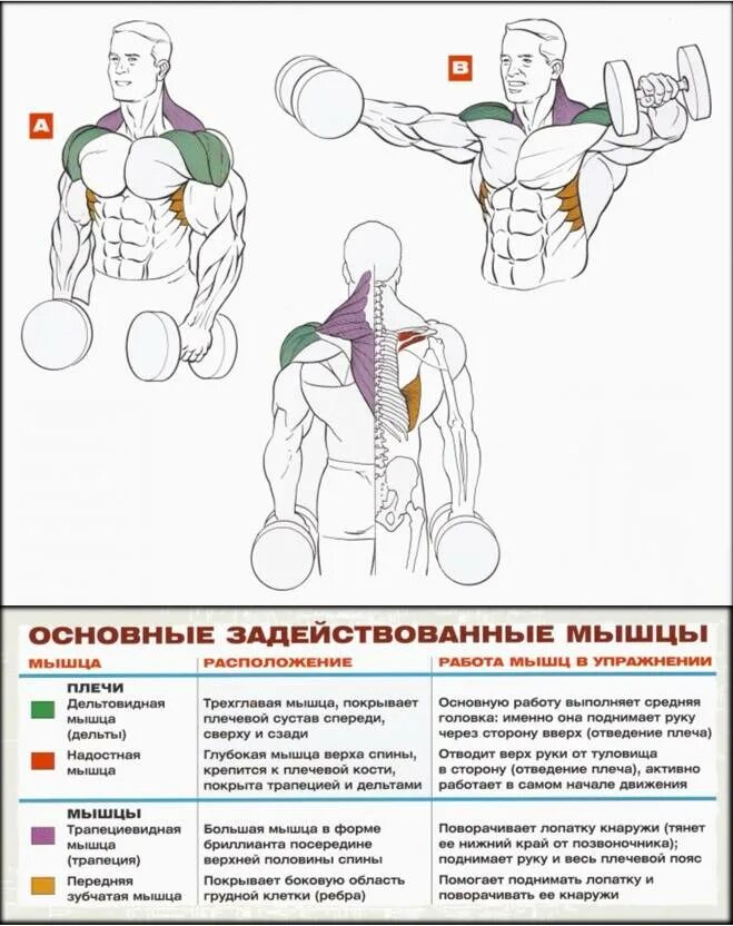 Упражнения для плечей с гантелями. Разводка гантелей на дельты стоя. разводка гантелей стоя на плечи. тренировка дельтовидных мышц гантелями. махи гантелями в стороны на среднюю дельту.