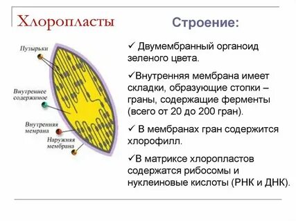 Органоид содержащий пигмент хлорофилл