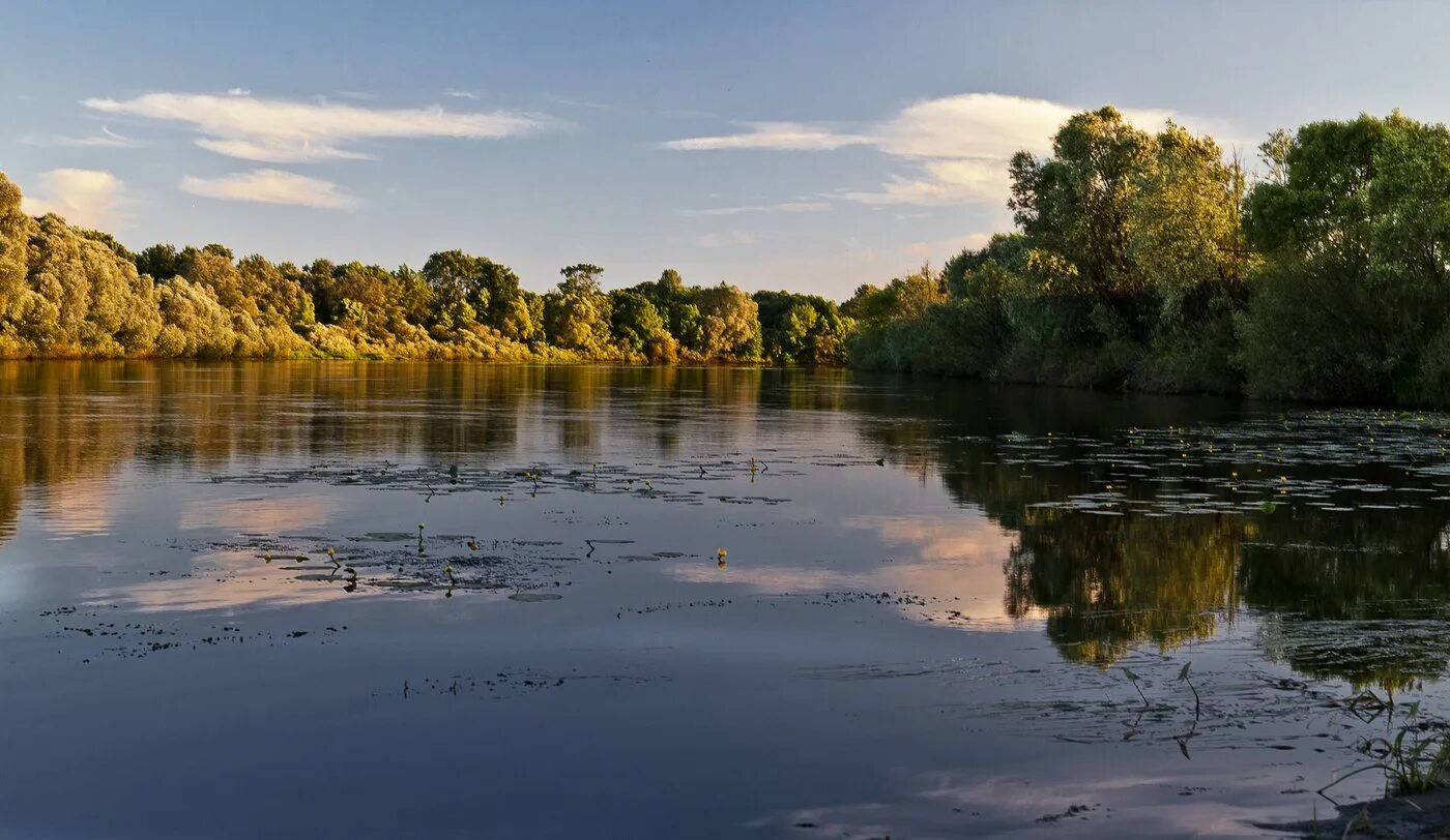лес река десна. десна (приток днепра). река десна брянск исток. речка десна в брянске. река десна брянск.