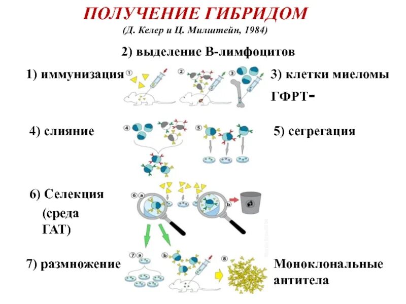 Клеточные гибриды. Гибридомы и моноклональные антитела. Схема получения искусственных антител. Этапы получения гибридом. Схема.. Схема получения моноклональных антител.