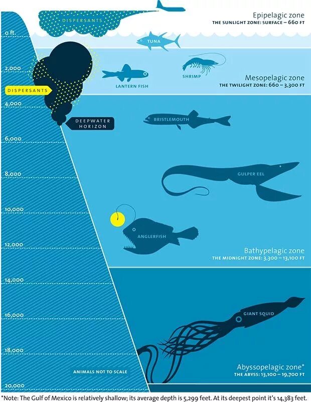 Сравнение размеров рыб. Инфографика глубина океана. Глубина и рыбы инфографика. Уровни глубины океана. Глубина океана схема.
