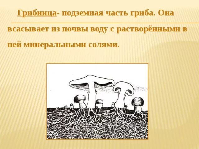 Подзолистые иллювиально гумусовые почвы. В почве и растворенные в ней. Почва гумус плодородие. В почве и растворенные в ней. Минерализация почвы.