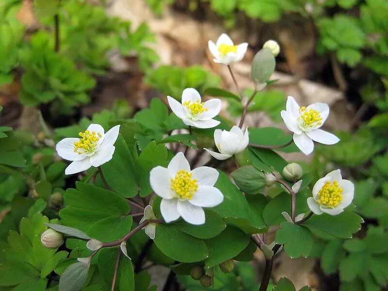 тайга хвойный бор непроходимая. лесные занесли. зубр из красной книги. красная книга животные леса. лесные занесли.