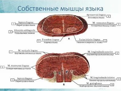 Собственно мышечные